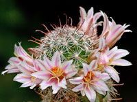 Mammillaria dioica